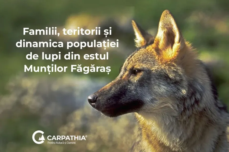 Capul unui lup cu blană maro și gri este orientat spre stânga pe un fundal verde neclar.