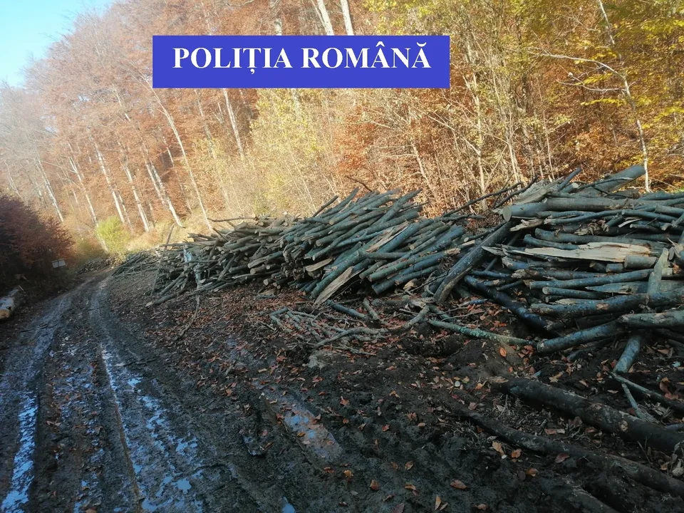 O grămadă de bușteni de lemn este așezată pe un drum de pământ noroios într-o zonă cu copaci cu frunze galbene și maronii.