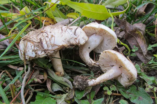 Treți ciuperci albe cu pălăriile acoperite de pământ și resturi vegetale, crescând pe un fundal de iarbă verde și frunze uscate.