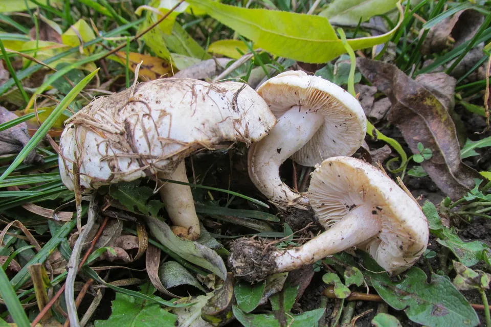 Treți ciuperci albe cu pălăriile acoperite de pământ și resturi vegetale, crescând pe un fundal de iarbă verde și frunze uscate.