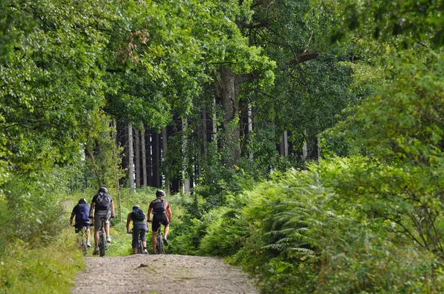 Patru persoane purtând rucsacuri circulă pe o potecă de pământ printr-o zonă împădurită pe biciclete.