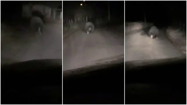 Un animal mare de culoare închisă traversează o stradă iluminată noaptea în trei cadre consecutive de supraveghere.