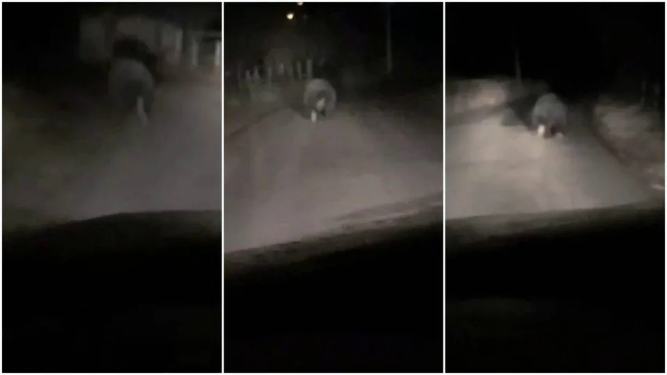 Un animal mare de culoare închisă traversează o stradă iluminată noaptea în trei cadre consecutive de supraveghere.