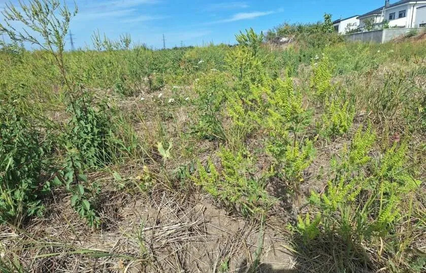 Un teren cu vegetație verde, iarbă uscată și plante înalte sub un cer senin.