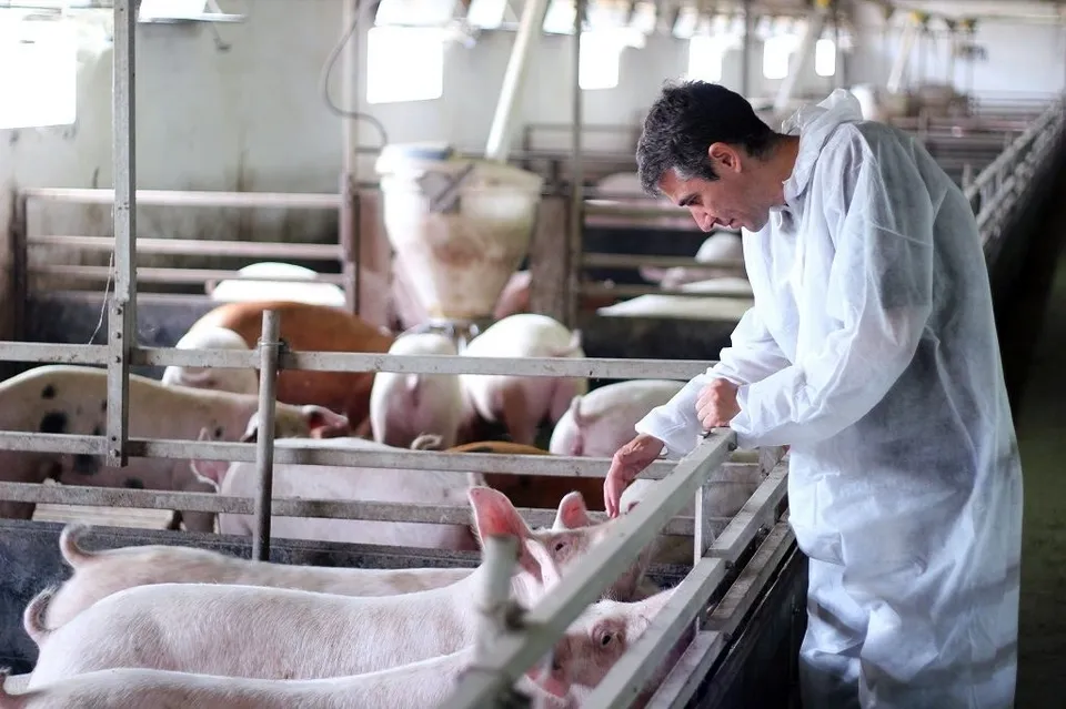 Un bărbat îmbrăcat într-un halat alb de protecție stă lângă un compartiment metalic în fața unor porci într-o fermă.