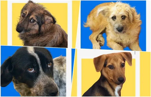 Patru fotografii individuale cu câini de diferite culori și talii sunt prezentate pe fundaluri colorate de galben și albastru.