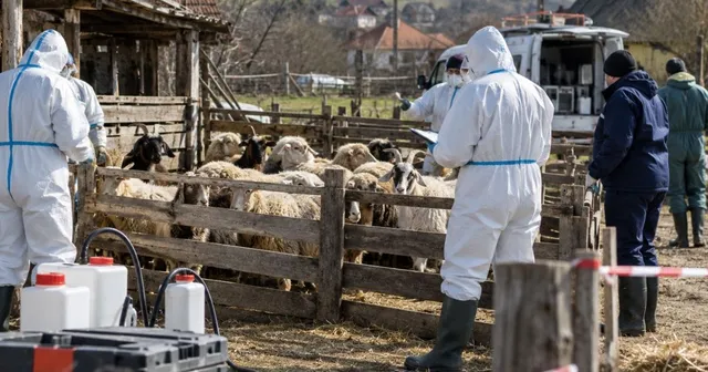Două persoane în costume de protecție albe și două persoane în haine închise stau lângă un gard de lemn în fața unor animale.