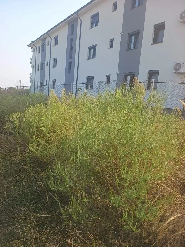 Un tufiș de plante verzi crește în fața unui gard de sârmă, în apropierea unei clădiri albe cu ferestre gri.