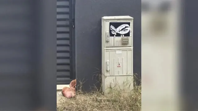 Un cap de porc și un sticker cu o ilustrație alb-negru sunt situate pe un perete gri lângă o cutie de utilități.