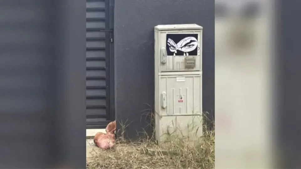 Un cap de porc și un sticker cu o ilustrație alb-negru sunt situate pe un perete gri lângă o cutie de utilități.