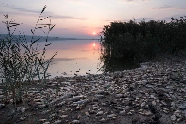 Pe o mală nisipoasă și pietreasă se află numeroase pești morti, în timp ce în fundal se vede un lac sub un cer la apus.