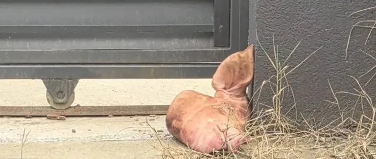 Un cap de porc este situat pe sol, lângă un perete gri și o poartă metalică neagră, pe o suprafață de beton lângă iarbă uscată.