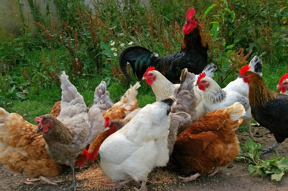 Un grup de găini de diverse culori și un cocoș negru cu coadă lungă stau pe un sol acoperit de resturi vegetale și semințe.
