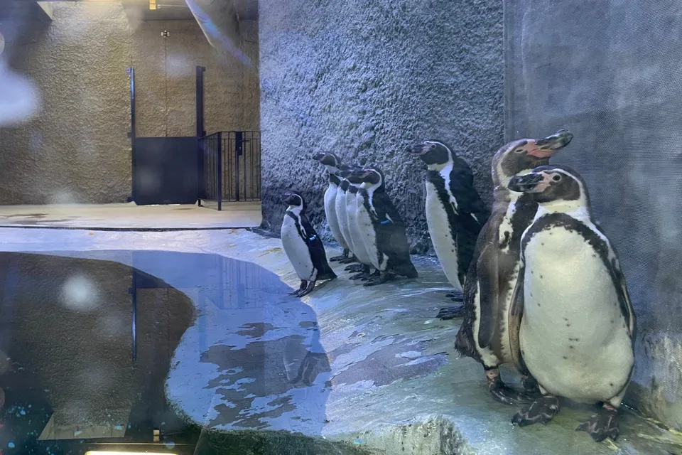 Cinci pinguini stau pe o suprafață gri lângă o zonă cu apă într-un spațiu cu pereți texturați.