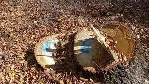 Trei tăieturi de trunchi de copac sunt vizibile pe un sol acoperit de frunze uscate maronii.