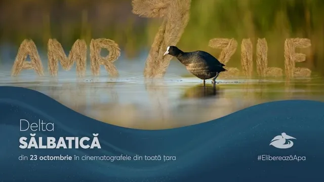 O pasăre neagră stă pe apă lângă literele formate din trestie într-un peisaj natural cu vegetație înaltă.