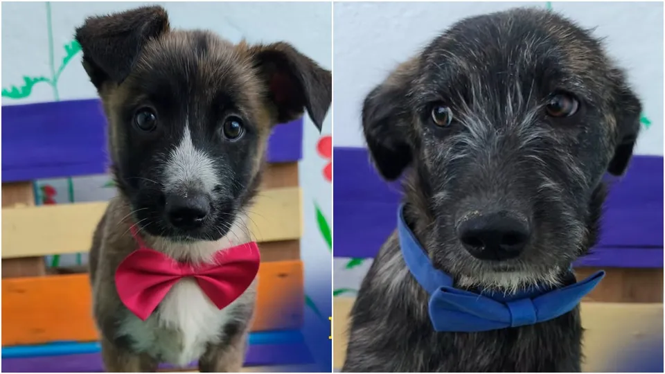 Două fotografii de tip portret prezintă un cățeluș cu blană neagră și albă purtând un papion roz și un câine cu blană gri și neagră purtând un papion albastru.
