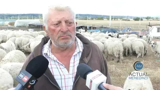 Un bărbat cu barbă și cămașă în carouri este intervievat cu microfoane în fața unui grup de oi într-un câmp deschis.