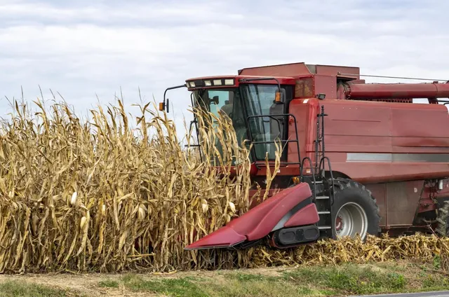 Un utilaj agricol roșu recoltează plante de porumb uscate într-un câmp sub un cer înnorat.