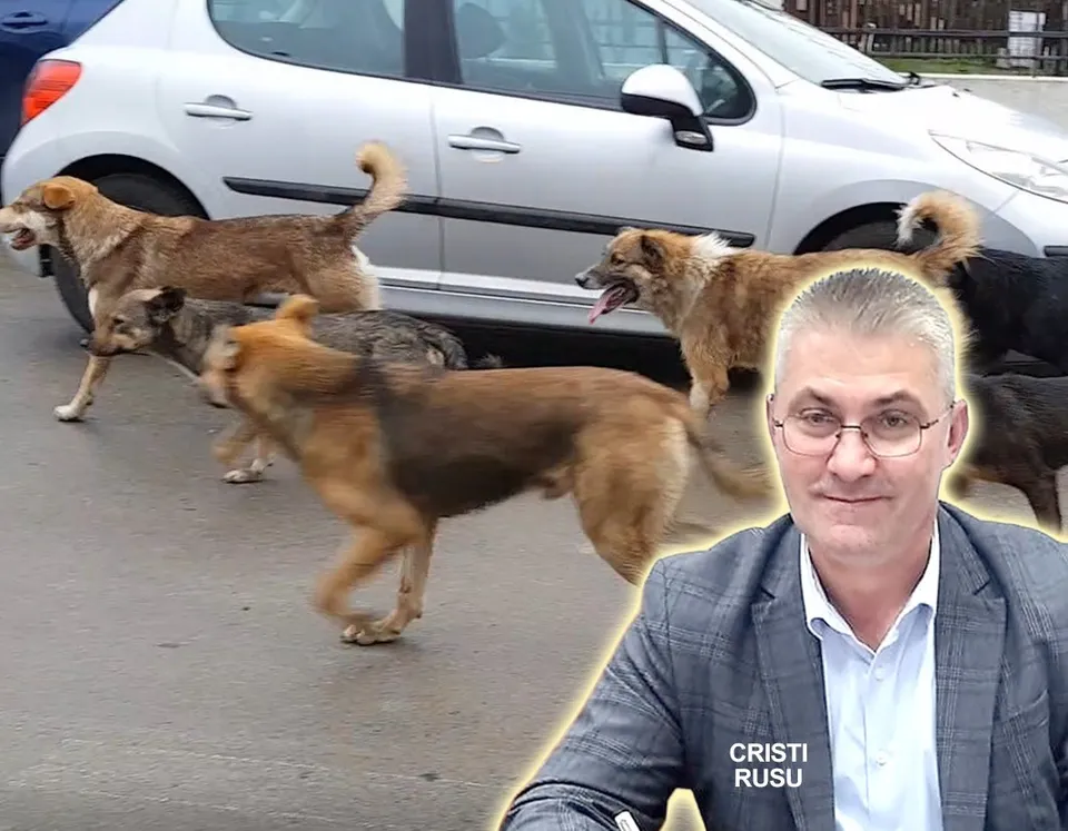 Un bărbat cu ochelari și sacou gri este suprapus peste o imagine cu mai mulți câini pe un drum lângă o mașină argintie.
