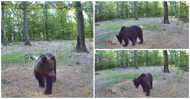 Un colaj de trei imagini de tip trail cam surprinde un urs brun mers prin zone împădurite cu sol acoperit de frunze.