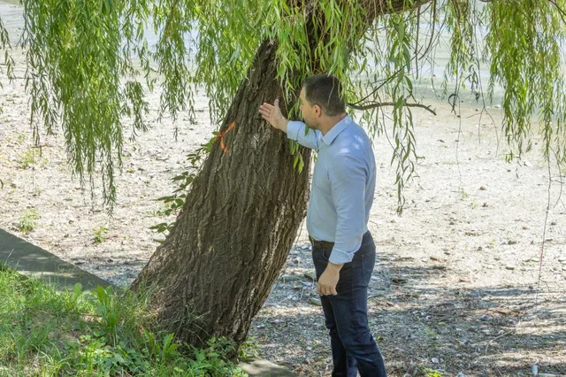 Un bărbat într-un cămașă albastră și pantaloni închiși stă lângă trunchiul unui copac mare sub ramurile unui salcâm.