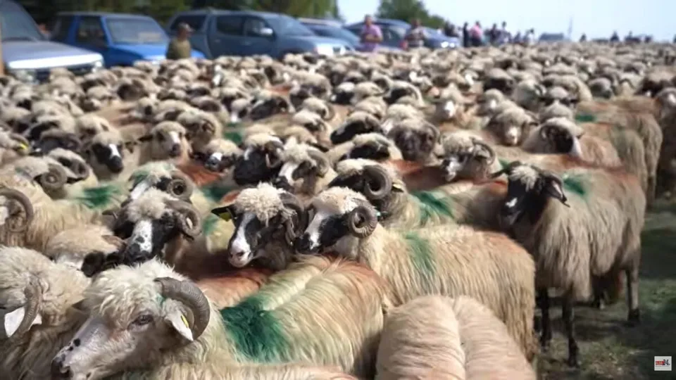 Un grup mare de oi cu lână albă și negre stă într-un câmp deschis sub un cer luminos.