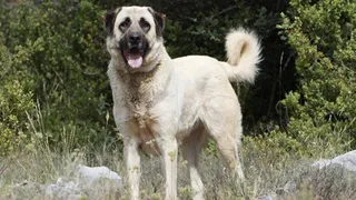 Un câine de talie mare, cu blană deschisă la culoare, stă în picioare pe un teren cu iarbă și vegetație deasă.