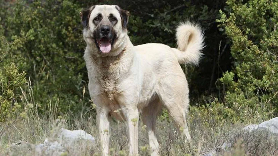 Un câine de talie mare, cu blană deschisă la culoare, stă în picioare pe un teren cu iarbă și vegetație deasă.