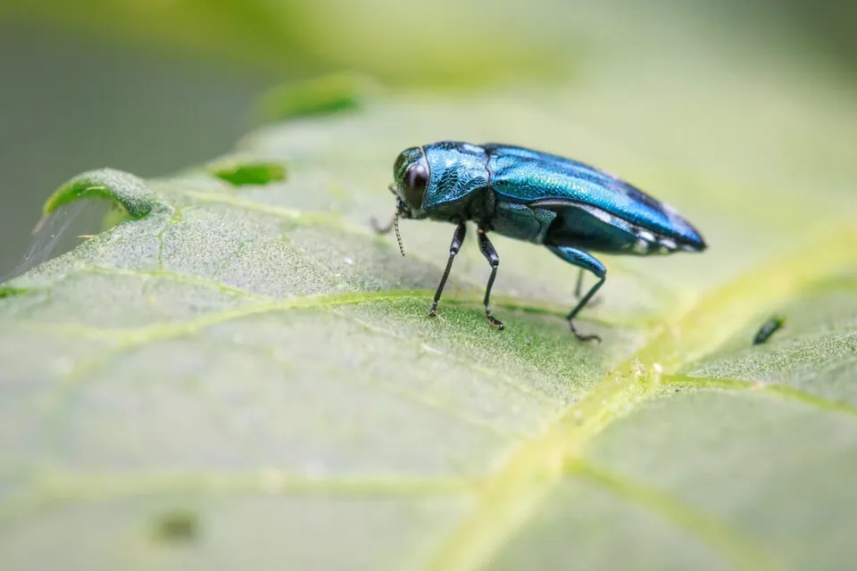 Un gândac cu înveliș metalic albastru stă pe o frunză verde cu nervuri vizibile.