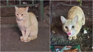 Două fotografii prezintă o pisică de culoare gălbuie, așezată pe un sol pietros și pe o suprafață asfaltată.