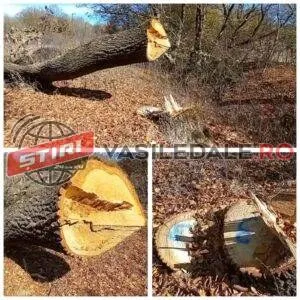 Trunchiuri de copaci tăiați sunt întinse pe un teren acoperit cu frunze uscate sub arbori fără frunze.