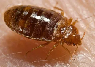 Un insecte maro, plat, cu picioare lungi și antene, se află pe o suprafață de piele roz.