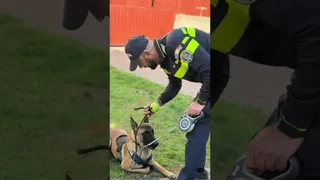 Un agent în uniformă cu elemente fluorescente stă aplecat lângă un câine de serviciu care este întins pe iarbă.