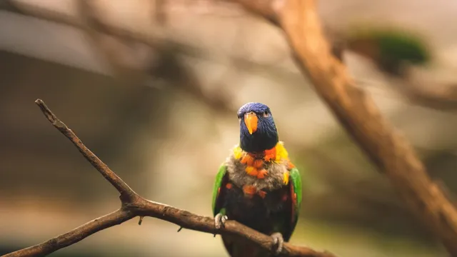Un papagal colorat stă pe o ramură subțire într-un mediu cu fundal neclar și ramuri de copac.