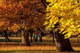 Copaci cu frunze galbene și portocalii stau într-un parc, pe un teren acoperit de frunze căzute, lângă câteva persoane îndepărtate.