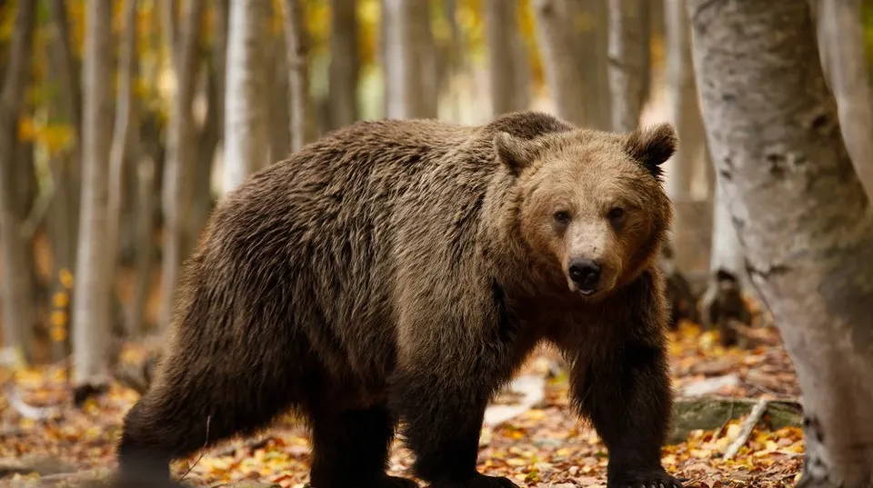 Un urs brun stă în picioare pe un teren acoperit cu frunze galbene într-o pădure cu copaci subțiri.