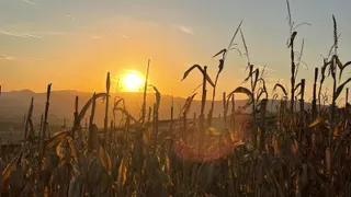Raze de soare străbat printre tulpini de porumb uscate într-un câmp sub un cer luminos la apus sau răsărit.