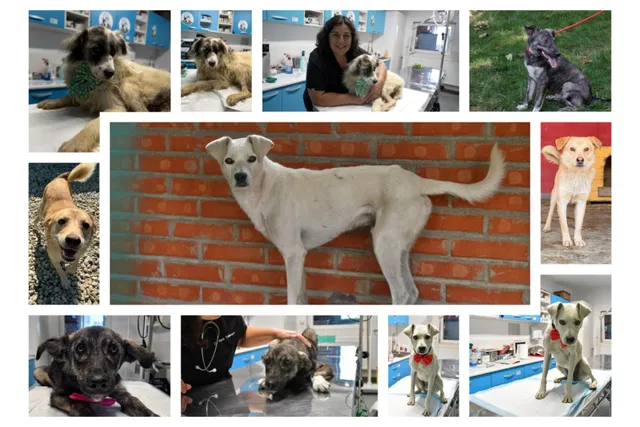 Montaj format din mai multe fotografii cu câini de diverse culori și dimensiuni, unele fiind prezentați singuri, altele alături de persoane.