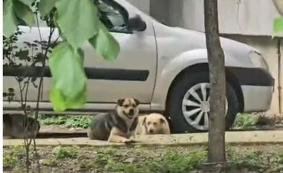 Trei câini stau întins sau așezat pe un trotuar lângă o mașină de culoare deschisă și un copac subfrunziș verde.