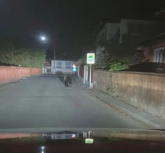 Un urs merge pe un drum asfaltat, lângă un gard și o clădire, sub lumina unui stâlp de iluminat noaptea.