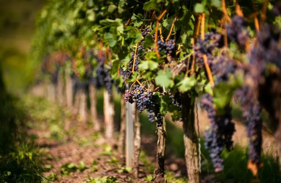 Rânduri de viță de vie cu ciorchini de struguri mov suspendate pe sârme într-un teren agricol.