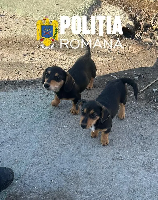 Trei câini de talie mică, cu blană neagră și pete maro, stau pe un drum asfaltat lângă o zonă cu pământ.