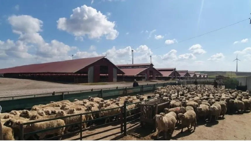 Un grup mare de oi stă într-un coteț deschis, lângă clădiri lungi cu acoperiș roșu, sub un cer cu nori albi.