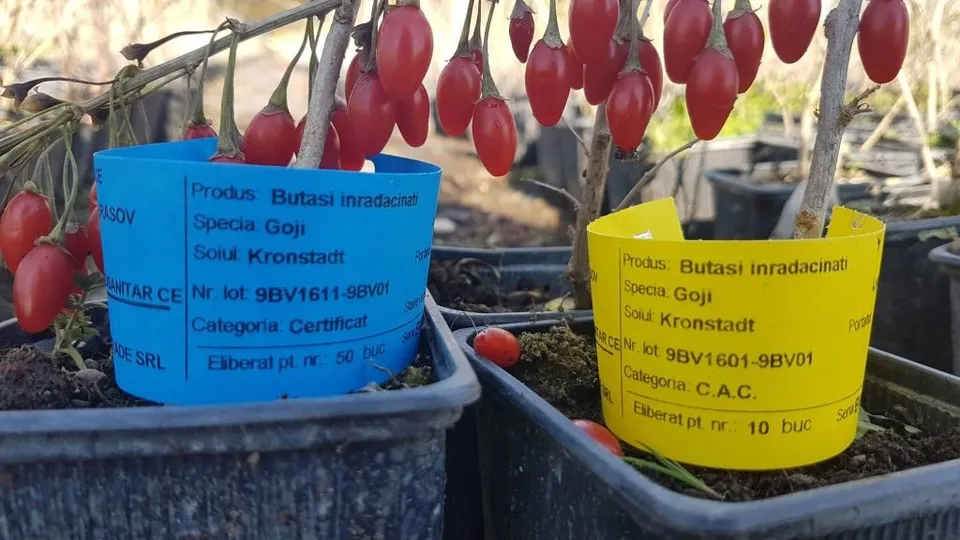 Două ghivece de plastic negru conțin plante cu fructe roșii mici și etichete colorate albastru și galben pe care sunt scrise detalii despre produs.