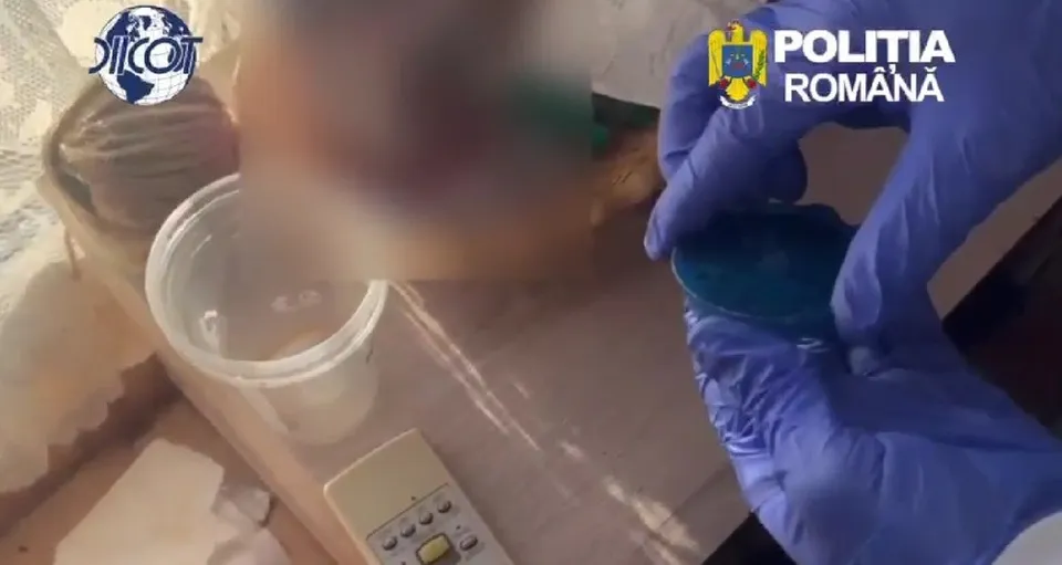 Mâini purtând mănuși albastre țin un obiect circular de culoare închisă lângă un recipient transparent și un dispozitiv electronic mic pe o suprafață deschisă.