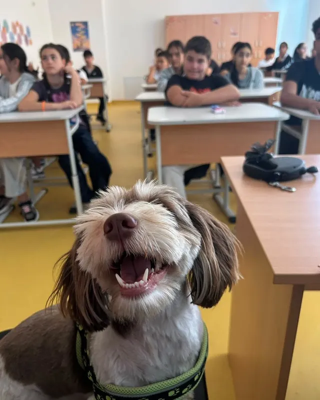 Un câine cu blană maro și albă, cu o zgardă verde, zâmbește în prim-plan, în timp ce în fundal se văd elevi la birouri într-o sală de clasă.