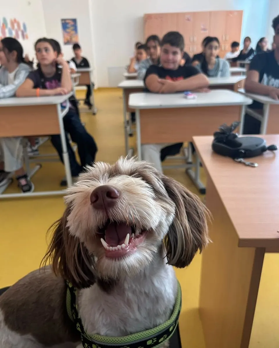 Un câine cu blană maro și albă, cu o zgardă verde, zâmbește în prim-plan, în timp ce în fundal se văd elevi la birouri într-o sală de clasă.