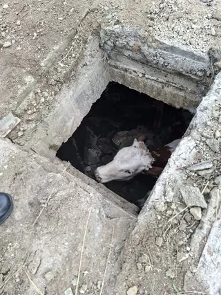 Capul unui vițel este vizibil într-o deschidere pătrată și întunecată în pământ, înconjurată de margini de beton și pietriș.