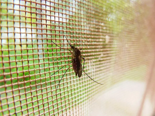 O insectă cu picioare lungi este prinsă pe o plasă cu ochiuri pătrate, în prim-plan, cu un fundal verde neclar.